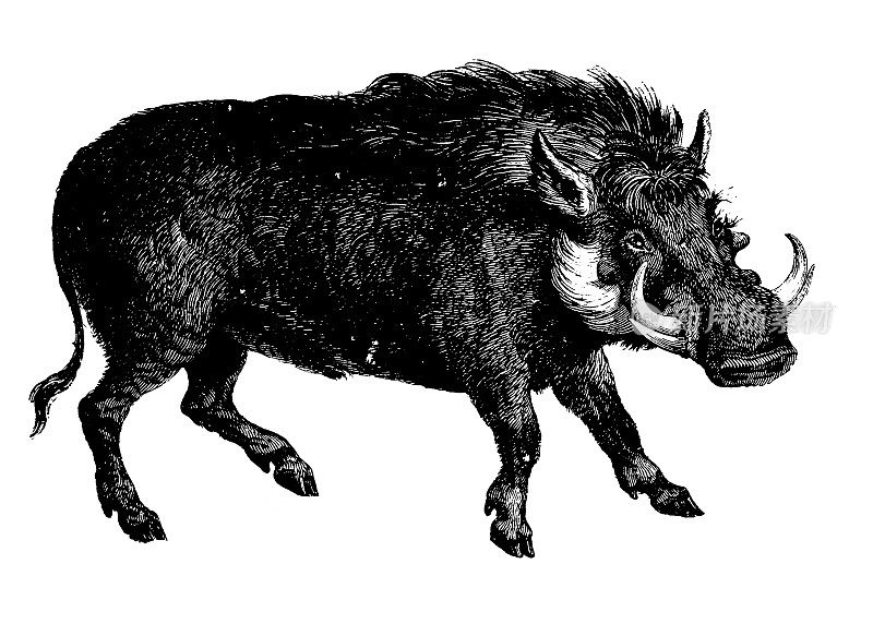 野猪|古董动物插图